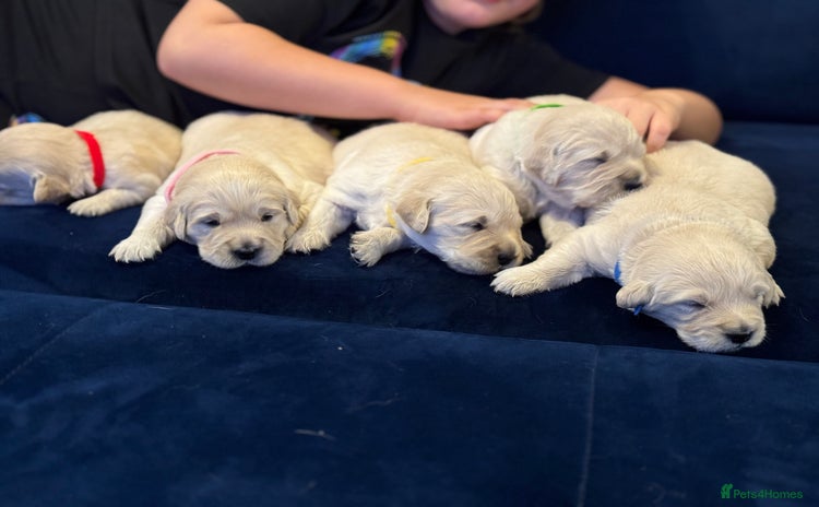 Golden Retriever dogs - Advert 1