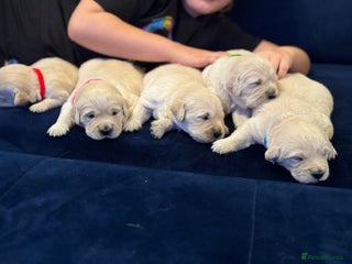 Golden Retriever dogs Beautiful Golden Retriever puppies KC - Advert 7