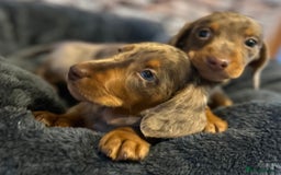 Miniature Dachshund dogs for sale: Stunning Miniature Smooth Dachshund - Image 9