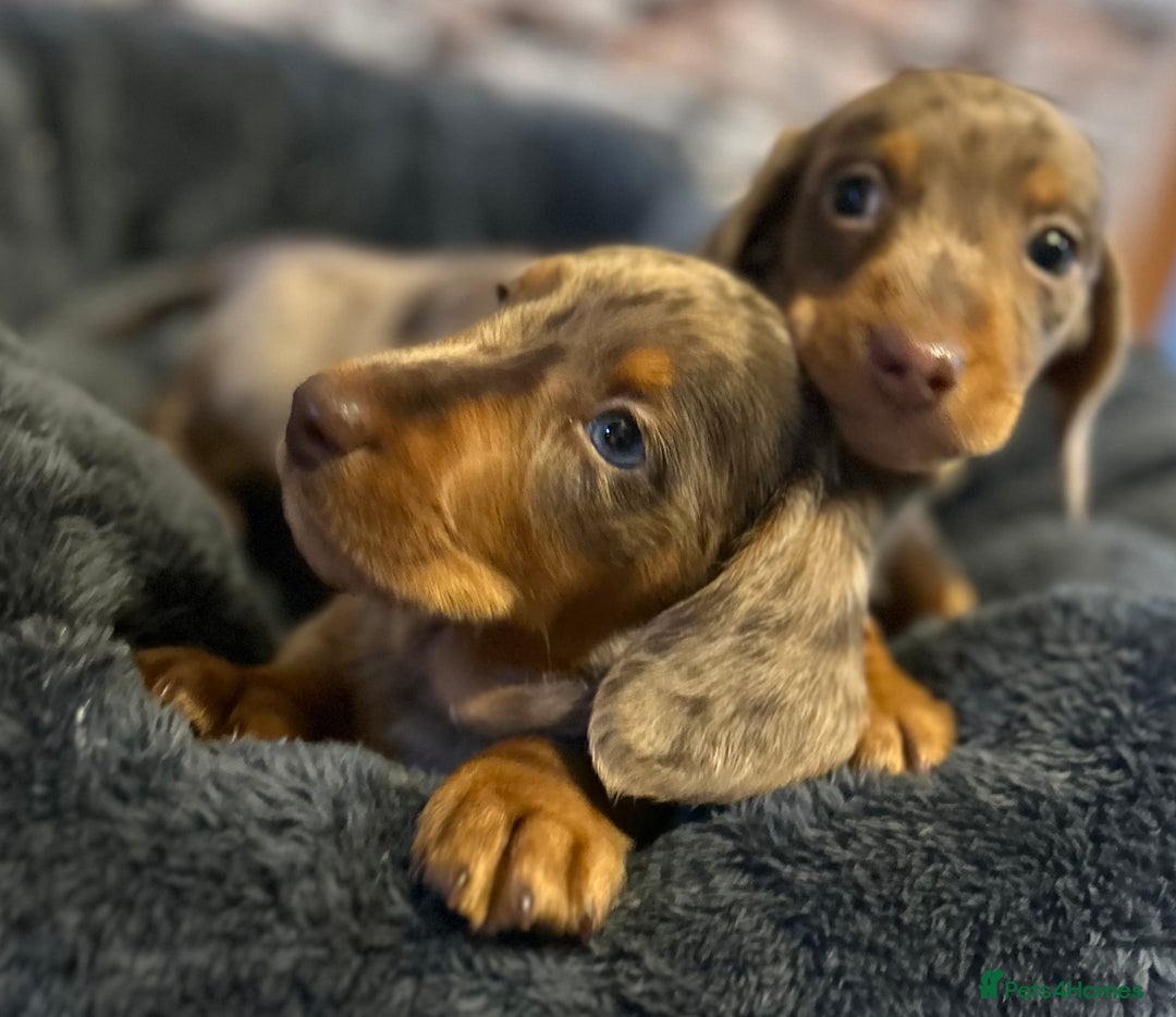 Miniature Dachshund dogs for sale: Stunning Miniature Smooth Dachshund - Image 9