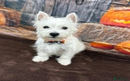 West Highland Terrier dogs for sale: Top quality import champion bred westie - Image 22
