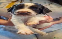 English Springer Spaniel dogs for sale: Ready now KC Reg Working Springer Spaniel Puppies - Image 14
