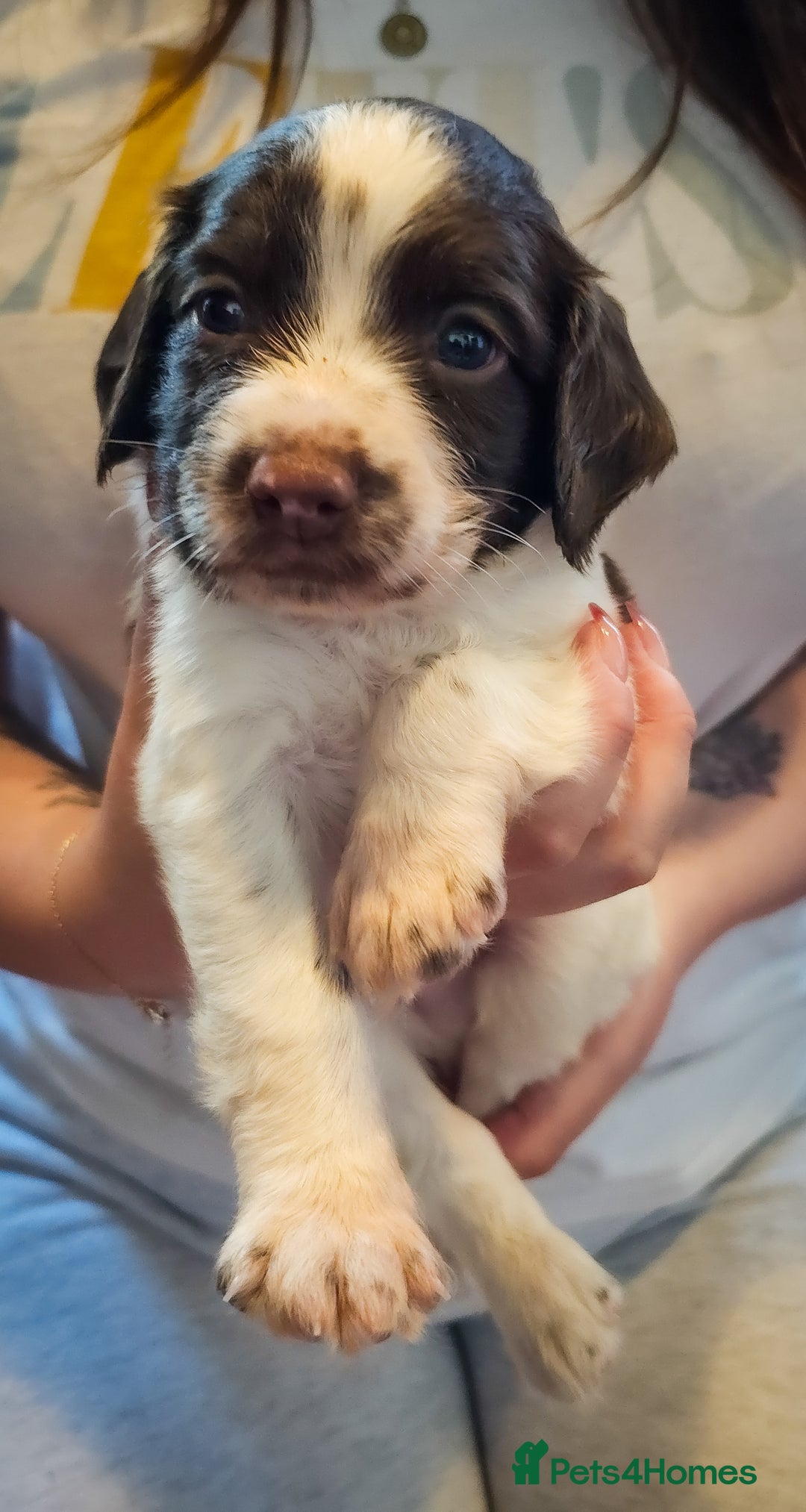 English Springer Spaniel dogs for sale: Ready now KC Reg Working Springer Spaniel Puppies - Image 14