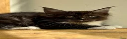Maine Coon cats for sale: Beautiful Maine Coon kittens - Advert 17