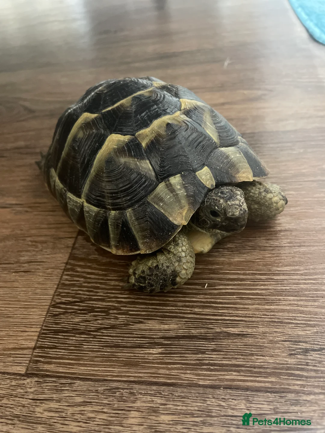 Hermann Tortoise reptiles for sale: Herman tortoise  - Advert 6