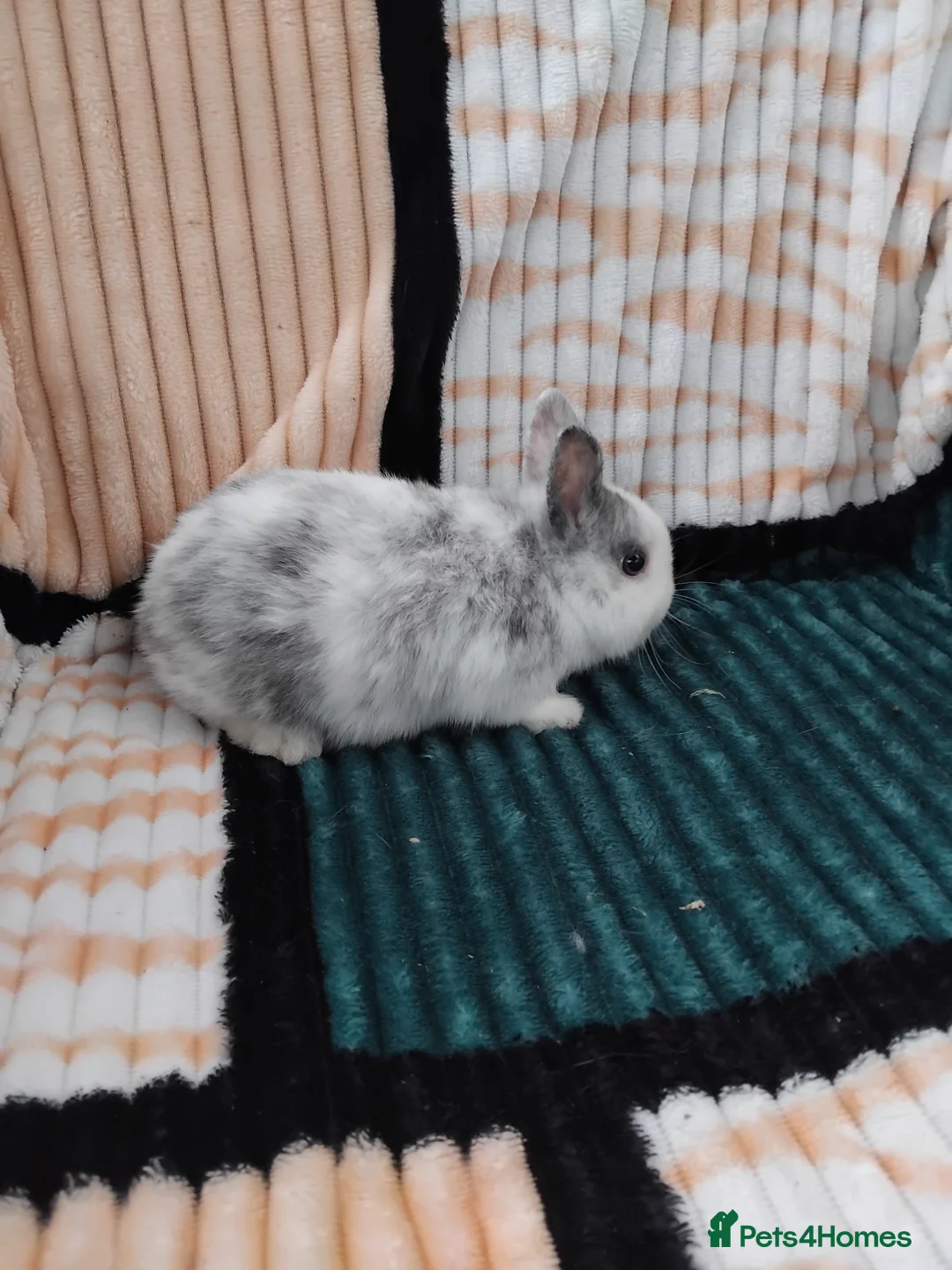 Netherland Dwarf rabbits for sale: Baby Netherland Dwarf rabbits  - Advert 3