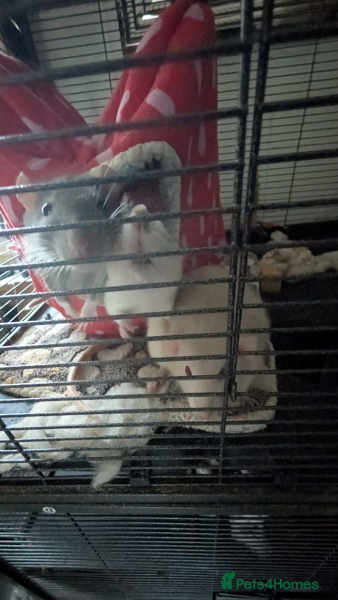 Rat rodents for sale: 4 boy rat's to go to a loving home  - Advert 2