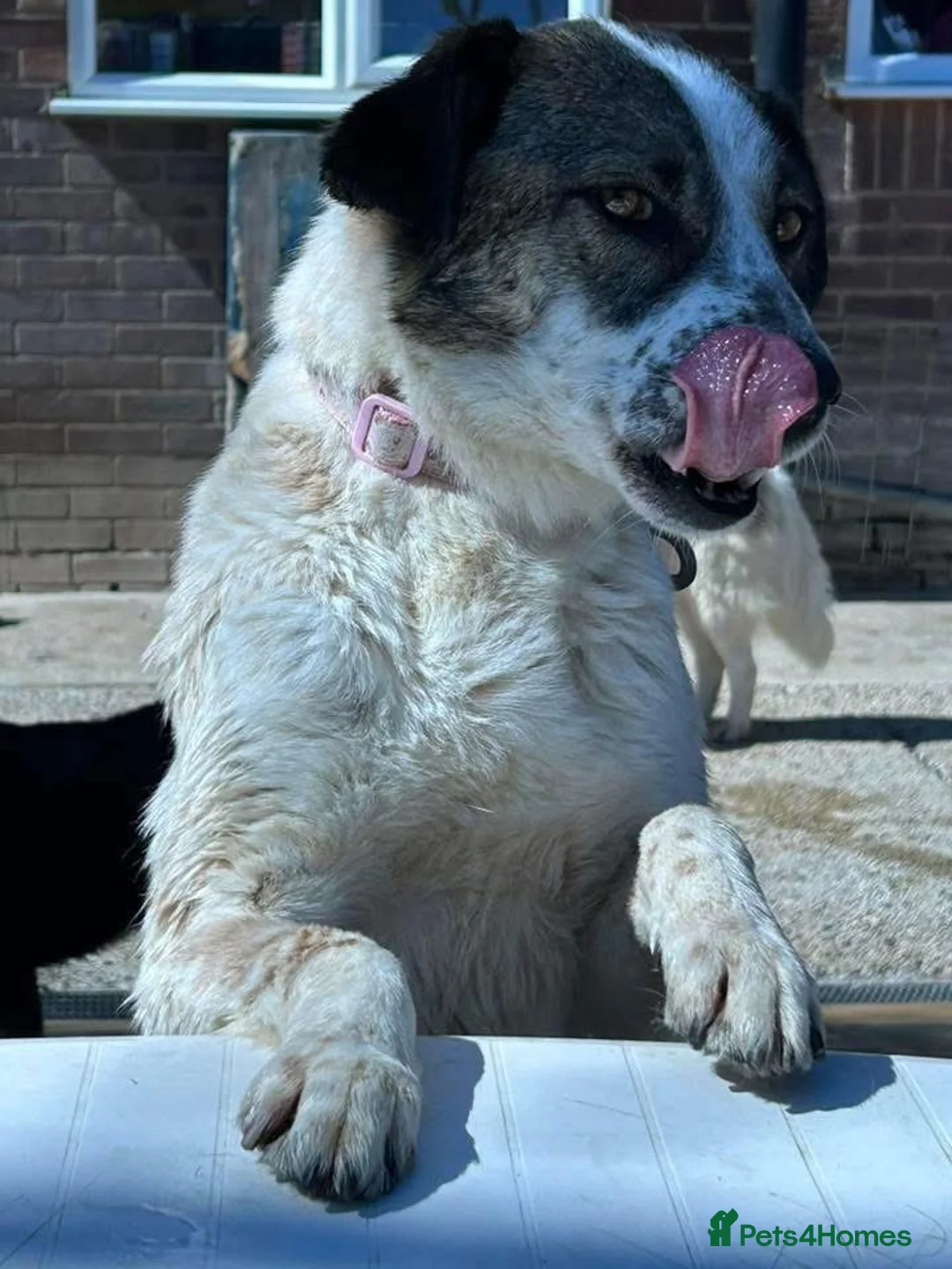 Mixed Breed dogs for adoption: Sherbet - Norwich Norfolk  in Norwich - Advert 14