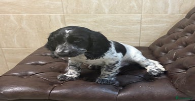 Cocker Spaniel dogs - Advert 16