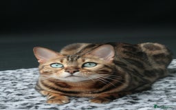 Bengal cats for sale: ⭐️TICA Triple Grand Champion⭐️ - Image 15