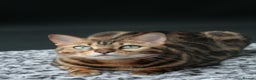 Bengal cats for sale: ⭐️TICA Triple Grand Champion⭐️ - Advert 15