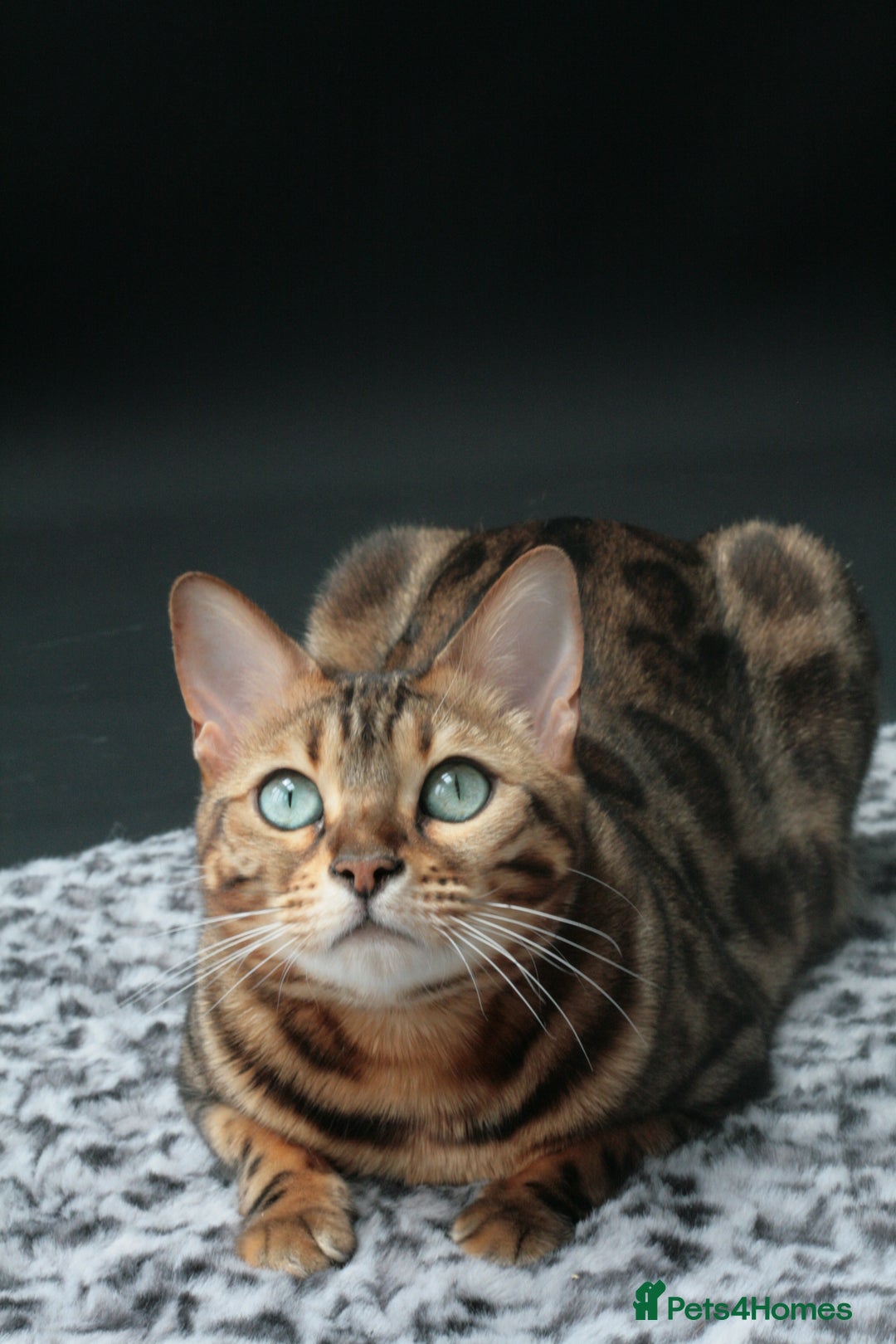 Bengal cats for sale: ⭐️TICA Triple Grand Champion⭐️ - Image 15