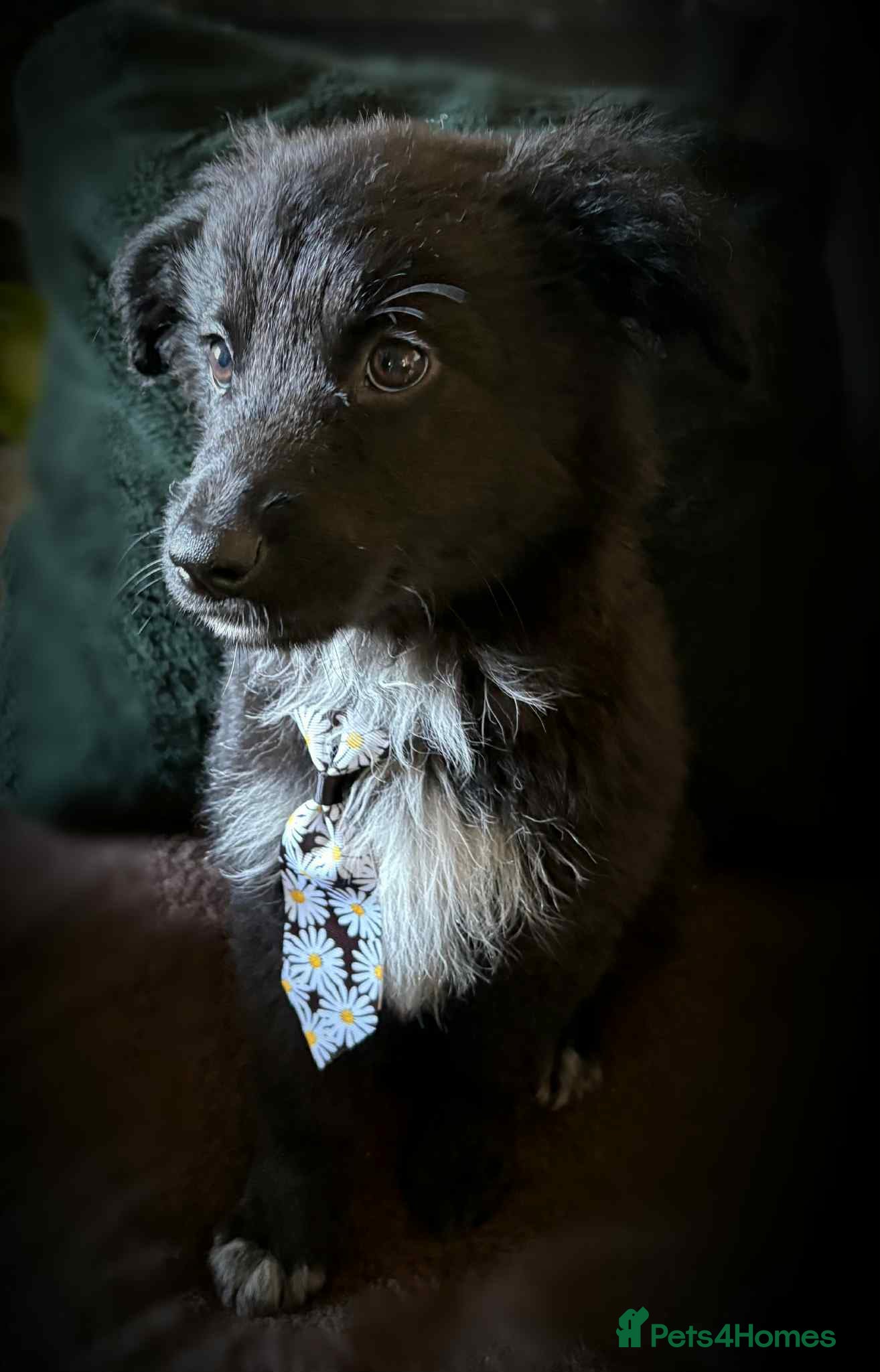 Mixed Breed dogs German shepherd/husky/springer cross puppies  - Advert 5