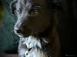 Mixed Breed dogs German shepherd/husky/springer cross puppies - Advert 5