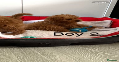 Cavapoo dogs - Advert 6