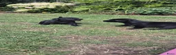 Labrador Retriever dogs for sale: Labrador pups  - Advert 5