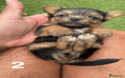 Mixed Breed dogs for sale: 4 gorgeous puppies for sale - Image 8
