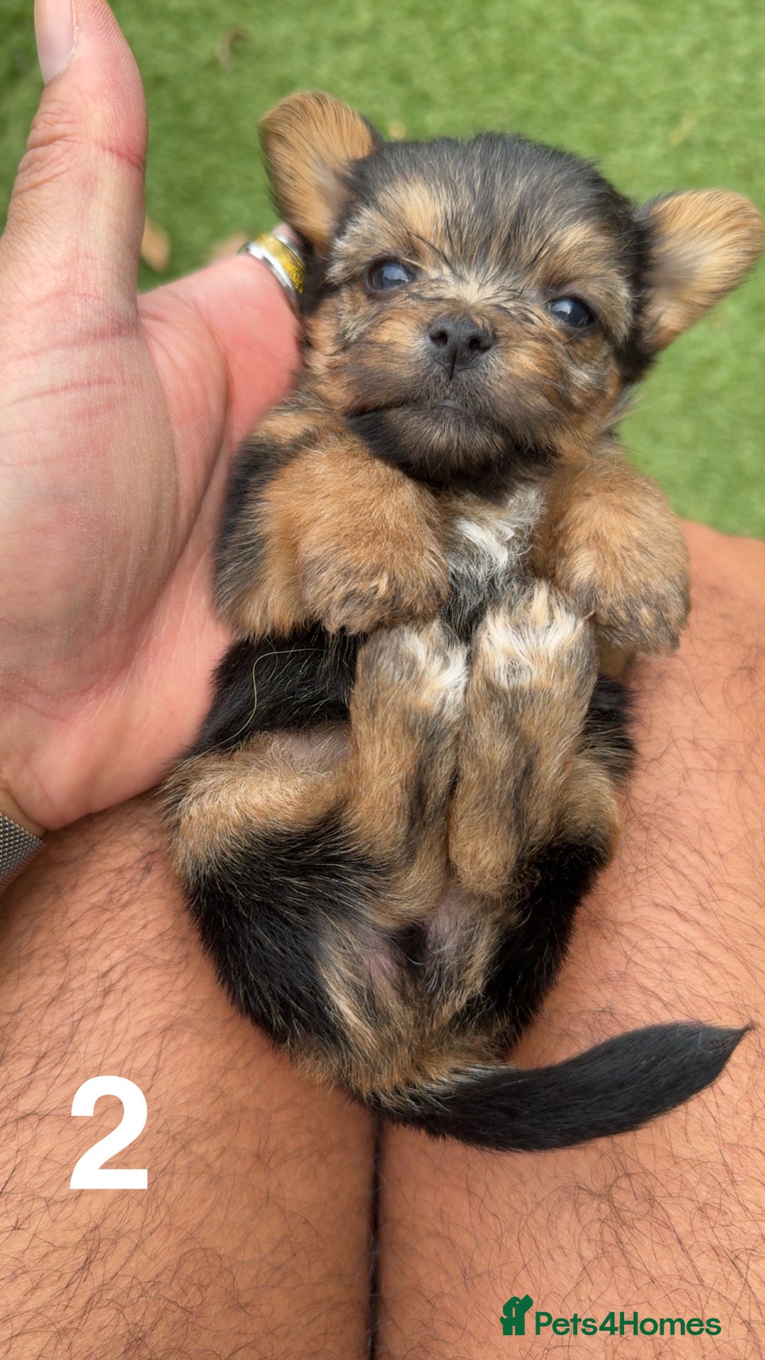 Mixed Breed dogs for sale: 4 gorgeous puppies for sale - Image 8