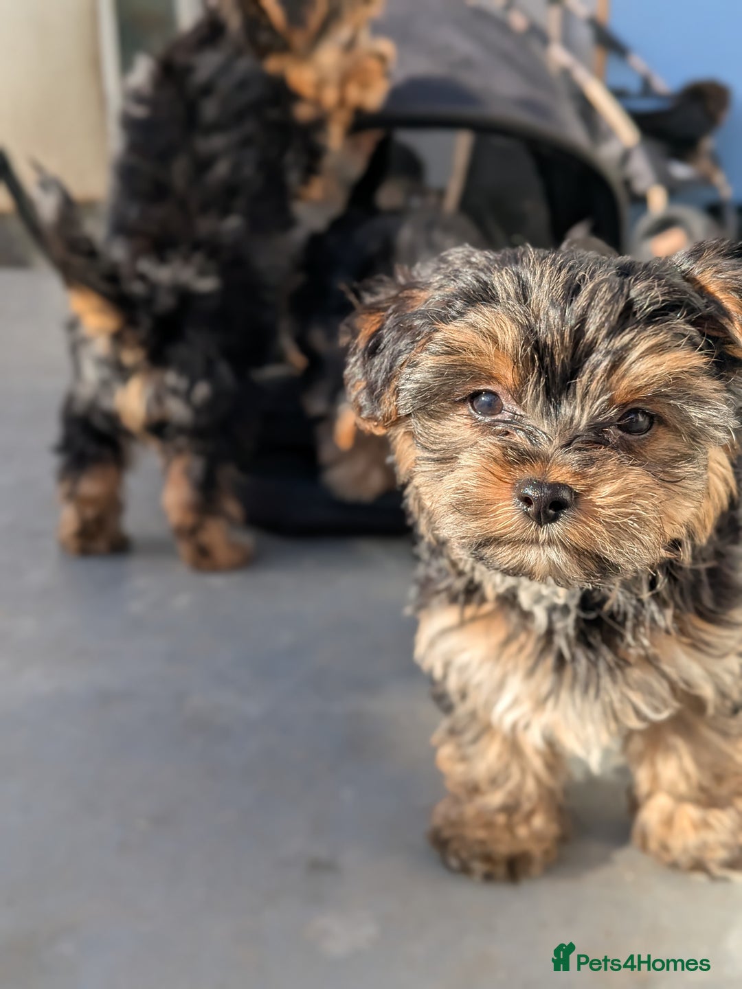 Yorkshire Terrier dogs for sale: 3 Male Yorkshire terriers left  - Image 25