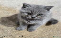 British Shorthair cats for sale: British Shorthairs Stunning Litter - Image 6