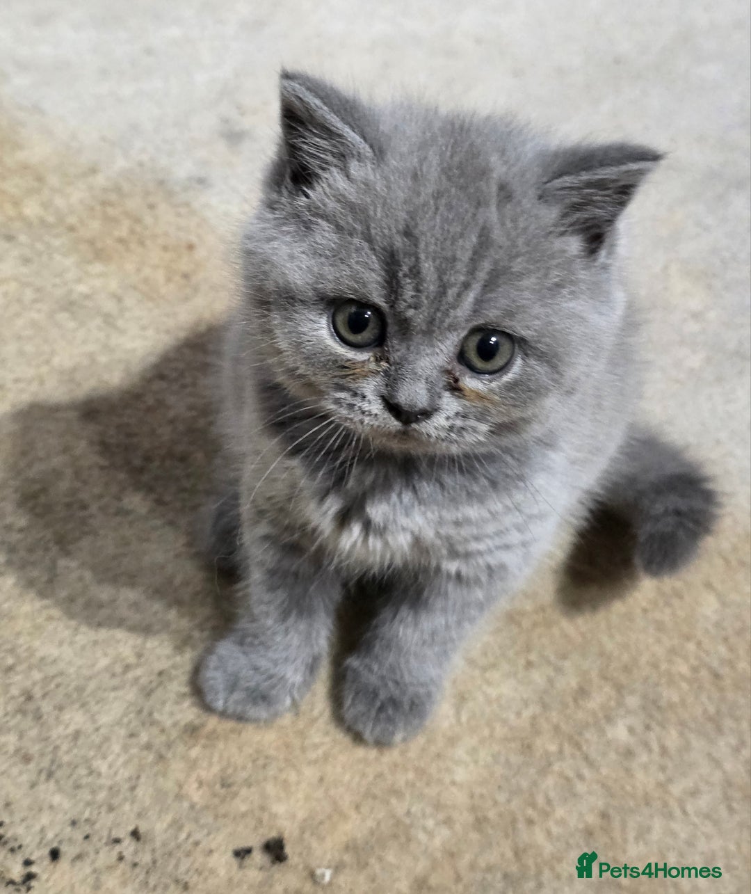British Shorthair cats for sale: British Shorthairs Stunning Litter - Image 6