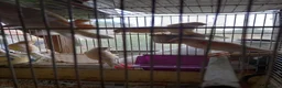 Canaries birds for sale: Canaries  for  sale  in Uckfield - Advert 5