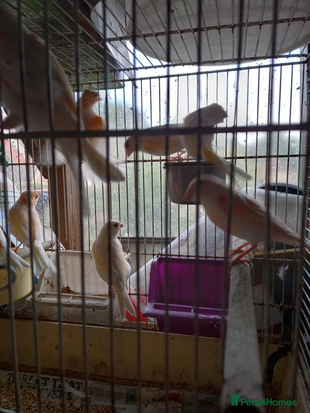 Canaries birds for sale: Canaries  for  sale  in Uckfield - Advert 5