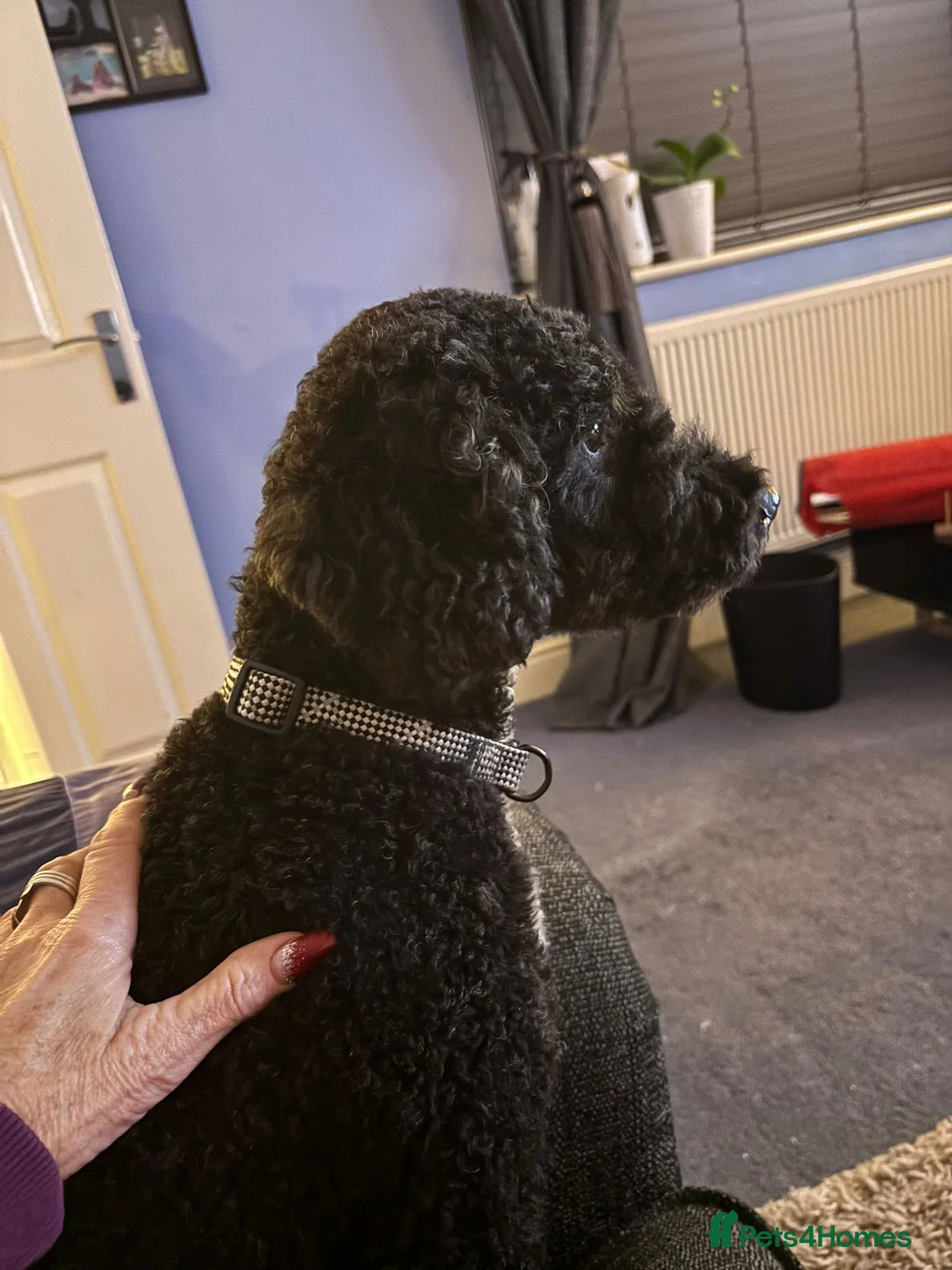 Mixed Breed dogs for adoption: 💙BUDDY💙 6-year-old lively & loving Cockapoo boy  - Advert 5