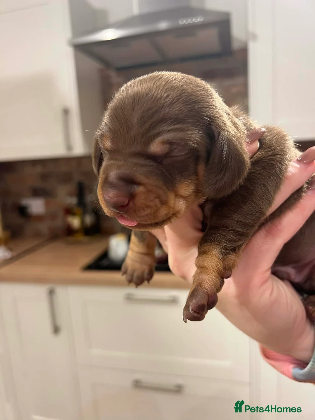 Miniature Dachshund dogs for sale: Stunning kc babies ready to leave ready for  **  in Portsmouth - Advert 7