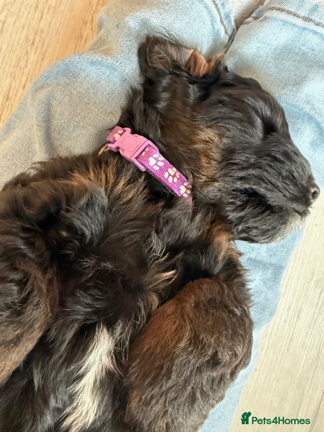 Cockapoo dogs for sale: Cockapoo Female Puppy - Ready to leave in 1 week - Image 7