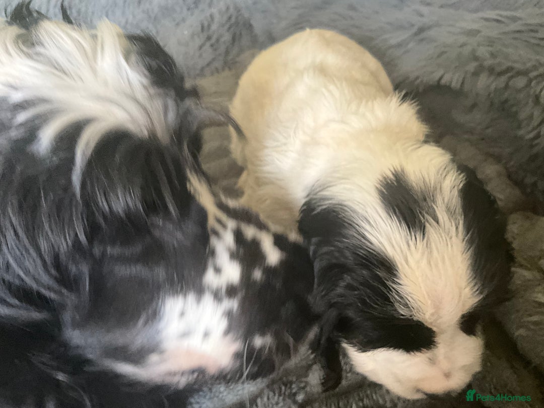 Cocker Spaniel dogs for sale: Roan English cocker spaniels  - Image 11