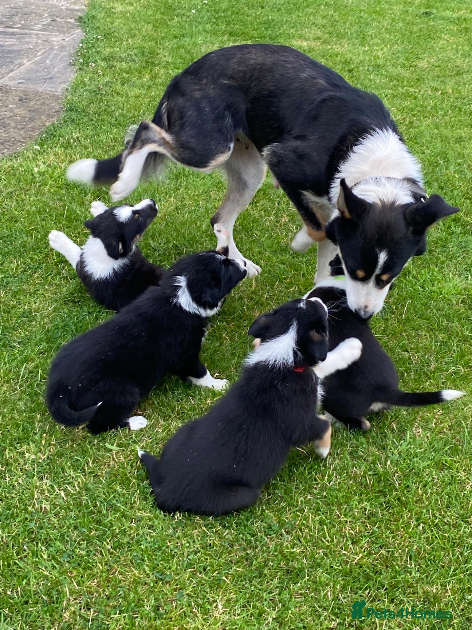 Border Collie dogs Beautiful Border Collie puppies for sale - Advert 2