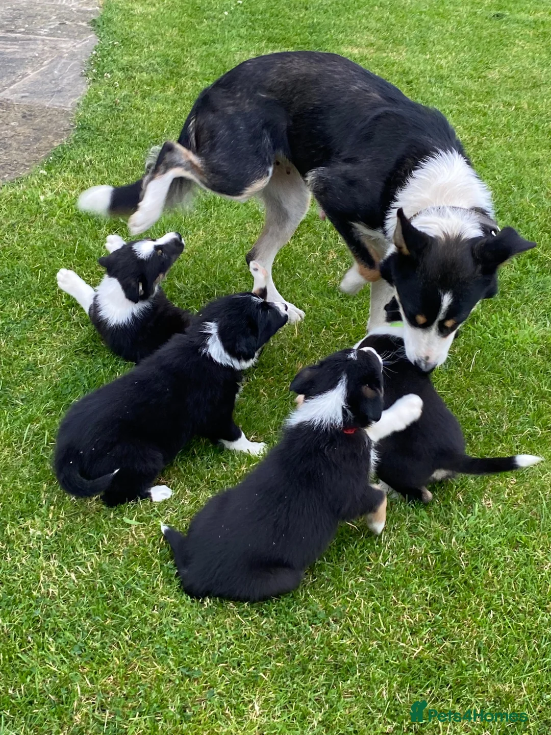 Border Collie dogs for sale: Beautiful Border Collie puppies for sale - Advert 2