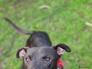 Lurcher dogs Captain - Advert 14