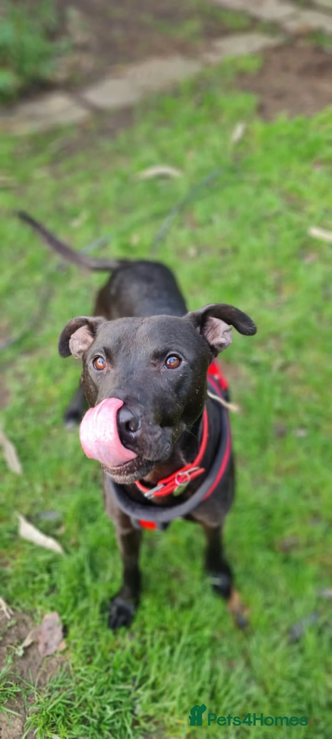 Lurcher dogs for adoption: Captain - Advert 1