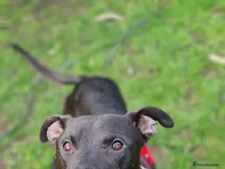 Lurcher dogs Captain - Advert 3