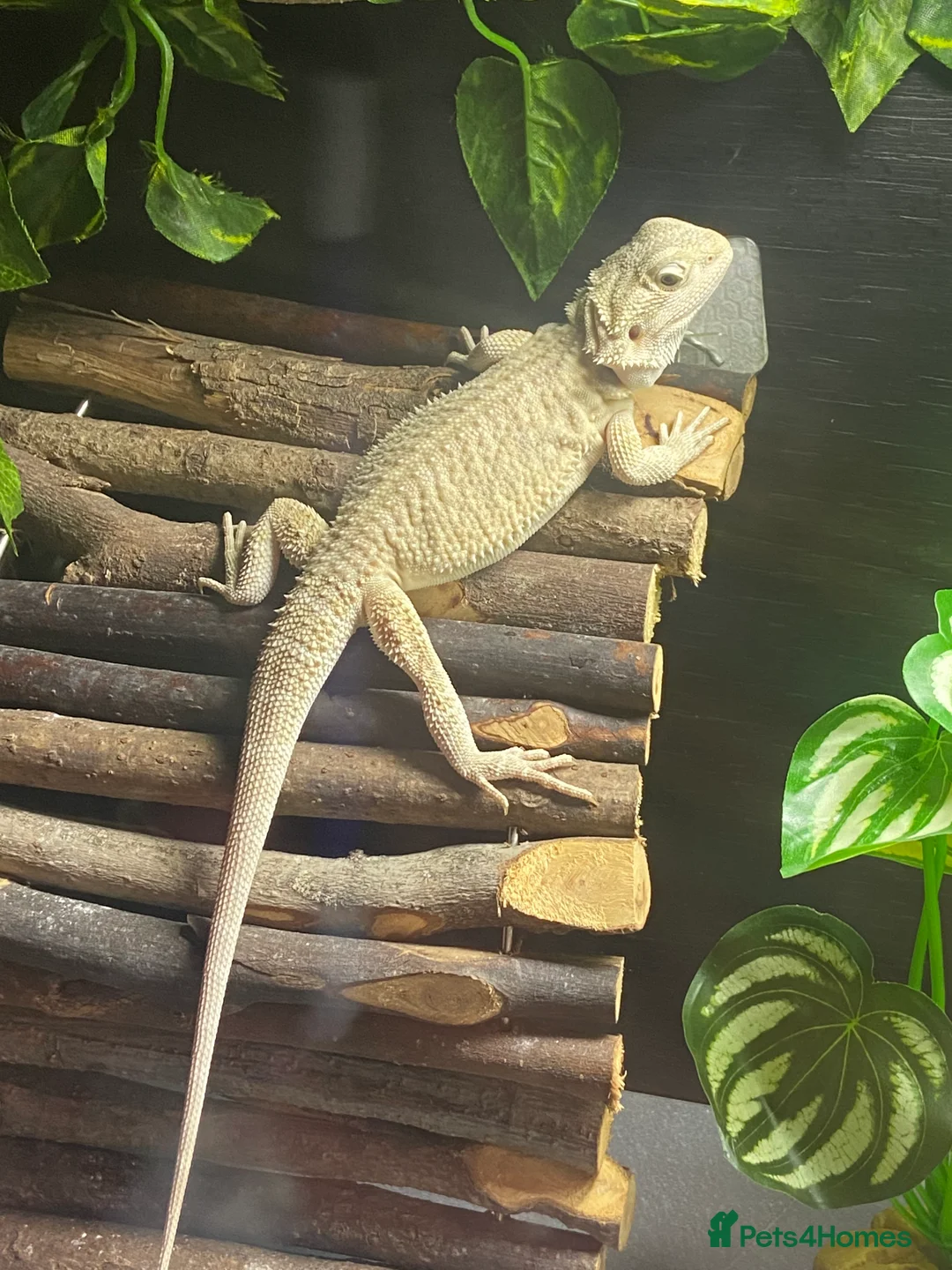 Bearded Dragon reptiles for sale: Gorgeous bearded dragon.  - Advert 15