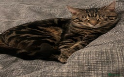 Mixed Breed cats for sale: Black and brown tabby cat - Image 1