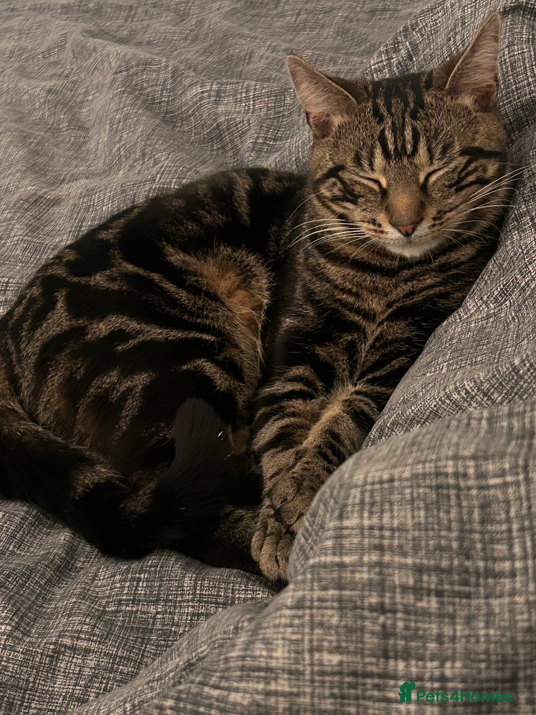 Mixed Breed cats for sale: Black and brown tabby cat - Image 1