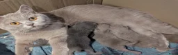 British Shorthair cats for sale: GCCF British Shorthair kittens  - Advert 15