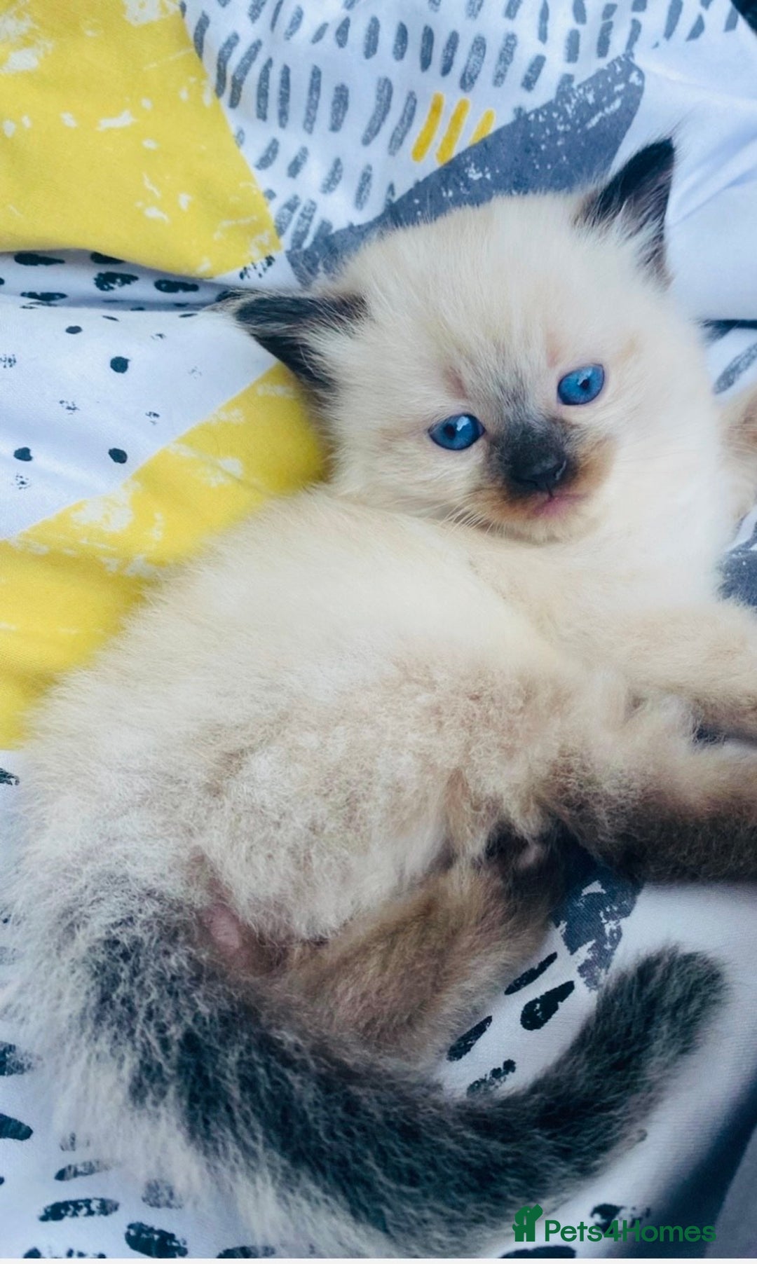 Ragdoll cats for sale: Blue eyed Ragdoll Kittens  - Advert 11