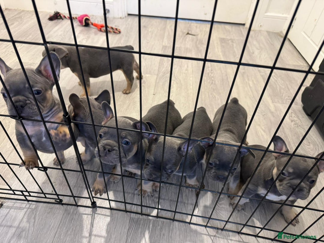 French Bulldog dogs for sale: French Bulldog Puppies Looking for  Forever Homes! - Image 1