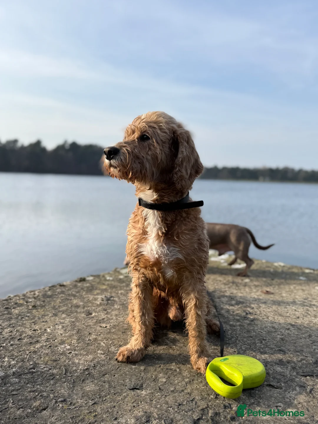 Cockapoo dogs for stud: Dog for stud  - Advert 2