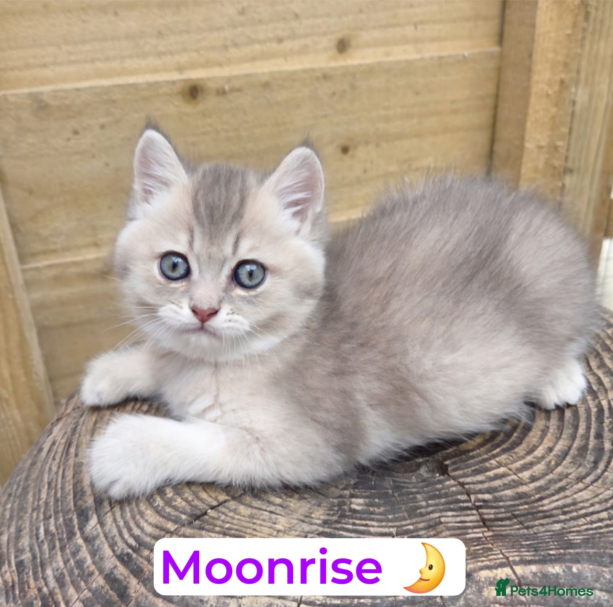 British Shorthair cats 💖 3 Golden Kittens GCCF Registered 💖  - Advert 5
