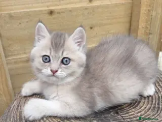 British Shorthair cats 💖 3 Golden Kittens GCCF Registered 💖 - Advert 5