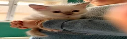 Ragdoll cats for sale: 🩵 GCCF Rare Lilac Male Ragdoll Kittens  - Advert 18