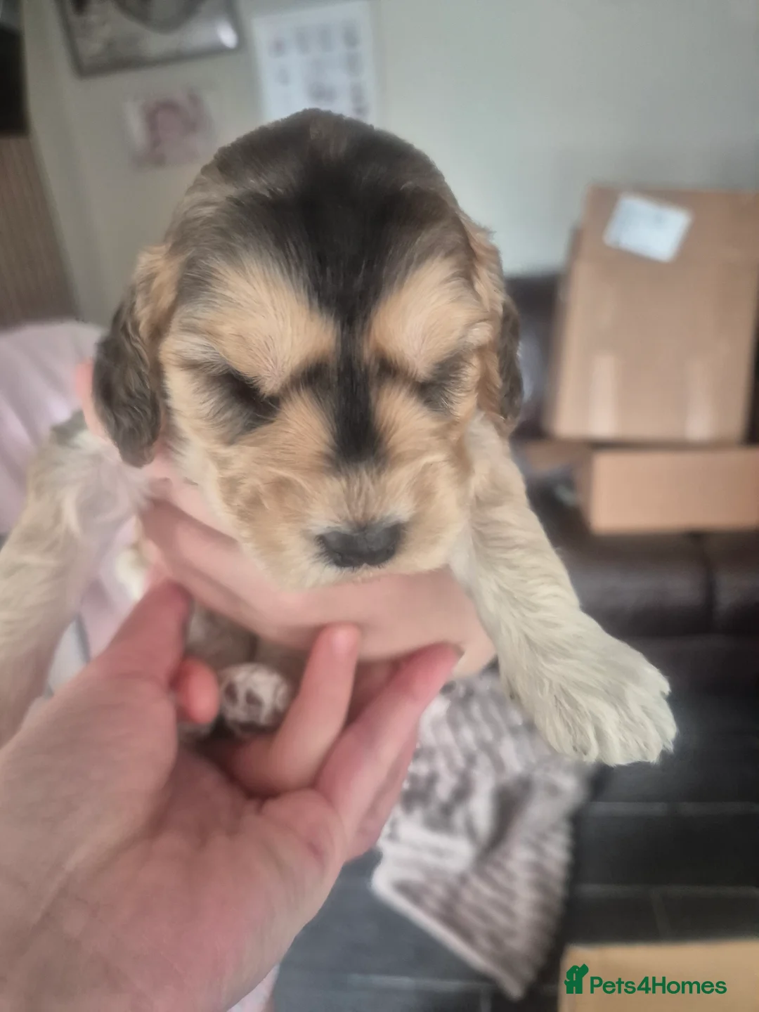 Cockapoo dogs for sale: Beautiful Cockapoo Puppies - Advert 2