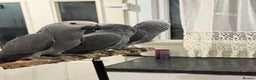 Parrots birds for sale: Super tame baby African greys available  - Advert 6