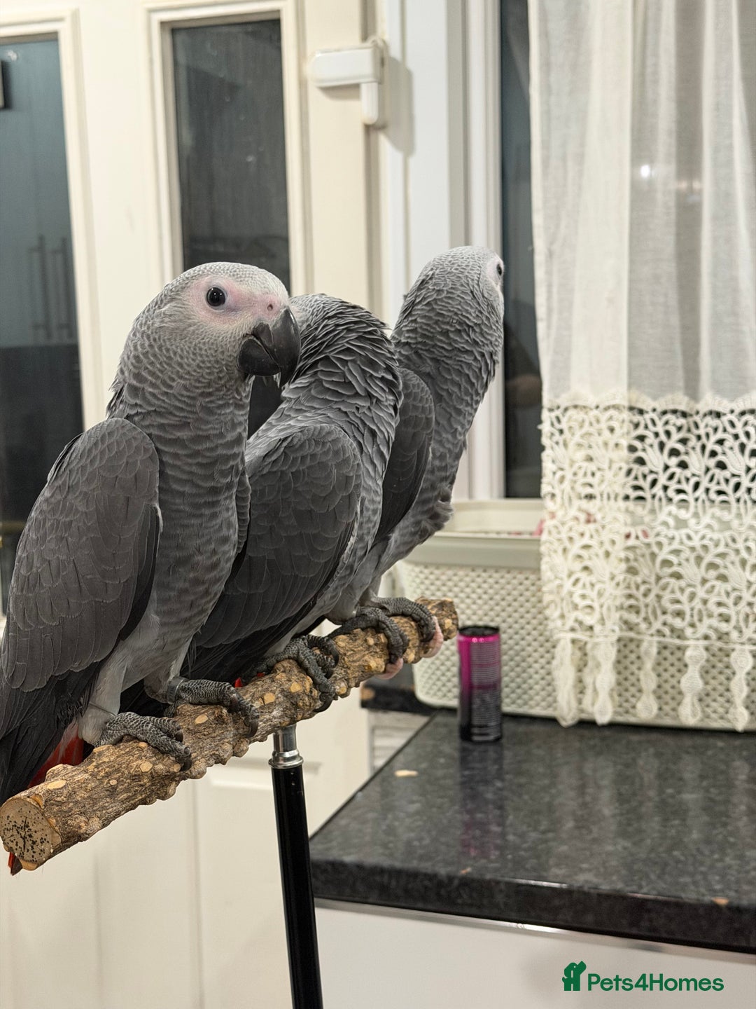 Parrots birds for sale: Super tame baby African greys available  - Advert 6
