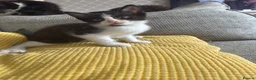 Mixed Breed cats for sale: Black and white kittens  in Burton-on-Trent - Advert 3